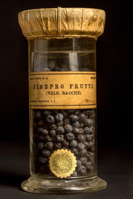 GINEPRO - frutti - volg. bacche